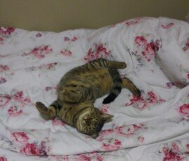 FM0 FC000000000:zzzzzz01d177 00 0 05f04224503ea1040 c30141255 55 0217 e01df 0 0 0 0 0 0 0 01a04173416d 048 01b041344124 049 01c041724156 0 0 01df41734151 0fe 01c741a5418b 04a 01af40f340f8 04b 019740fa4103 04e 017f40e640ec 04b 016740e740ed 04b 017c40ff40ff 04c 019140fc40fb 04c 018940fc40fb 04d 018140fc40fb 04e 017940fc40fb 04e 017140fc40fb 04d 016940fc40fb 04d 016140fc40fb 04d 015940fc40fb 04d 015140fc40fb 04d 015940fc40fb 04d 016140fc40fb 04d 016940fc40fb 04c 017440fc40fb 04c 017f40fc40fb 04c 018a40fc40fb 04b 019540fc40fb 04b 01a040fc40fb 04b 01ab40fc40fb 04b 01b640fc40fb 04a 0