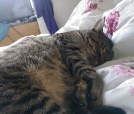 FM0 FC000000000:zzzzzz010151 00 0 05f04224503ea1040 c30141255 55 0242 01df 0 0 0 0 0 0 0 01a0413c413b 01a 01b041144110 01a 01c041054101 0 0 01df410140fd 094 01cb41f741f0 02b 01b741fa41ec 032 01a3418e4194 03f 018f41b441bf 04e 017b419141a0 056 01bf412f410e 05a 01c3420e41c1 04f 01c743e54582 045 01cb44e245ec 042 01cf432543f9 03d 01c742714290 039 01c742d741d9 039 0