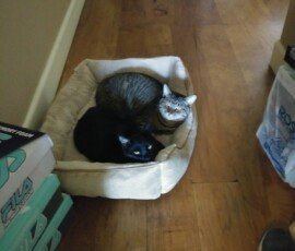 FM0 FC000000000:zzzzzz0111b8 00 0 05f04224503ea1040 c30141255 55 02371001df 0 0 0 0 0 0 0 01df119d 1b9 01e 01c711aa 1ff 01d 01af11a9 1dd 0 0 01971199 1c4 0ff 01cd113a 19c 01d 01d311e6 280 01d 01d911e8 246 01d 01df1225 253 01d 01e5121c 237 01d 01eb1248 25a 01d 01f111d5 209 01d 01f71262 2ab 01d 01fd126b 28f 01d 02031232 294 01d 02091206 232 01d 01f7123b 2b5 01d 01f71239 292 01e 0