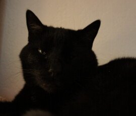 SONY DSC