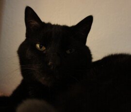 SONY DSC