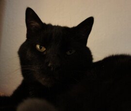 SONY DSC