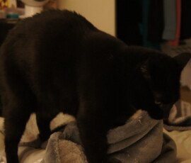 SONY DSC