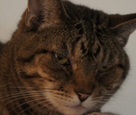 SONY DSC