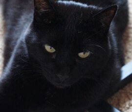 SONY DSC