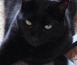 SONY DSC