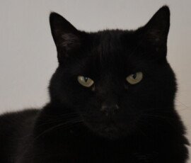 SONY DSC