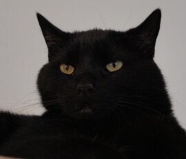 SONY DSC