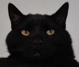 SONY DSC