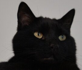 SONY DSC