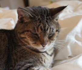 SONY DSC