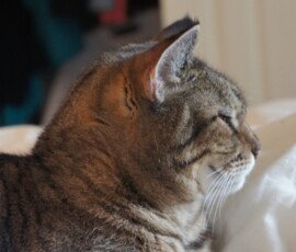 SONY DSC