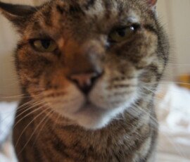 SONY DSC