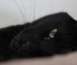 SONY DSC