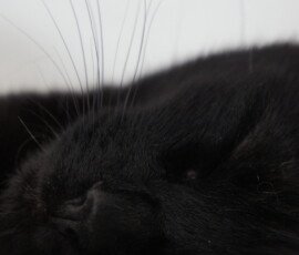 SONY DSC