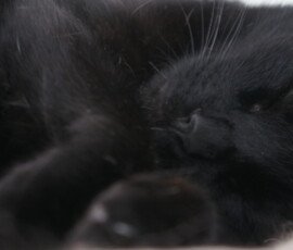 SONY DSC