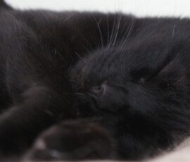SONY DSC