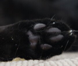 SONY DSC