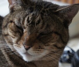 SONY DSC