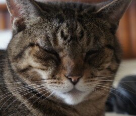 SONY DSC