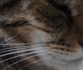 SONY DSC