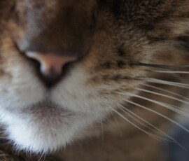 SONY DSC